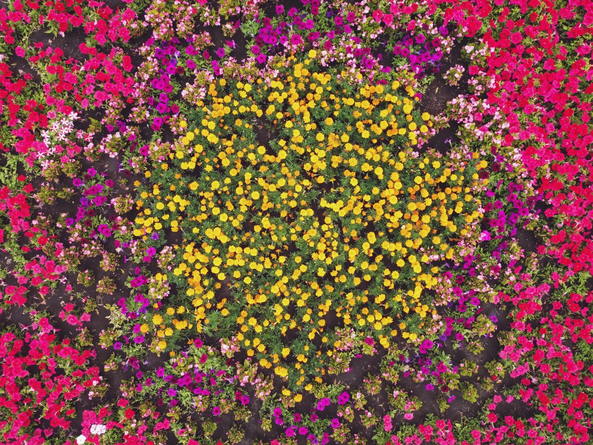 色とりどりの花が植えられた花壇